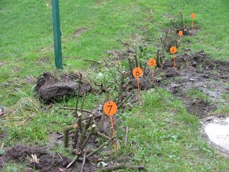 Beweissicherung in einem Vorgarten nach Unfallschaden. Die Zählnadeln markieren Standorte geschädigter Rosen